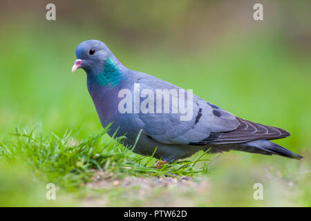 Homme pigeon colombin (Columba oenas) se nourrissent dans une pelouse avec de l'herbe vert vif Banque D'Images