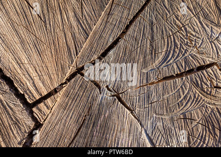 Grain fin de tronc d'arbre montrant le séchage se divise. Banque D'Images