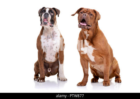 Portrait d'une adorable Boxer et d'un Dogue de Bordeaux assis sur fond blanc. Banque D'Images