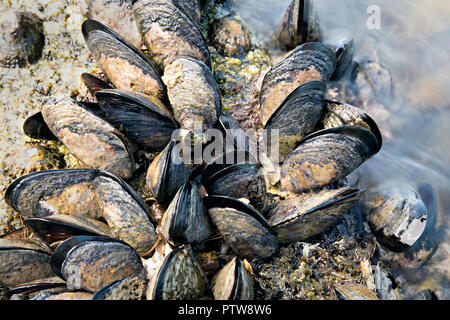 Aux vagues de la mer sur les rochers les moules sauvages Banque D'Images