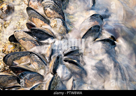 Aux vagues de la mer sur les rochers les moules sauvages Banque D'Images