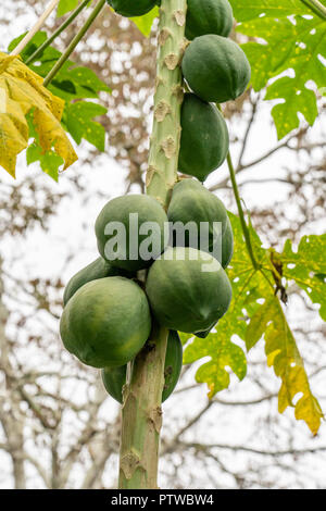 Puerto Miguel, le Pérou, Amérique du Sud. Des cocotiers dans un village de pêcheurs de Puerto Miguel. Banque D'Images