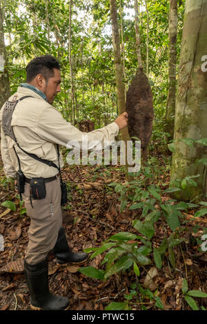 Parc national de l'Amazonie, le Pérou, Amérique du Sud. Tour guide démontrant ce qu'une termitière ressemble à quand la partie externe est gratté. Banque D'Images