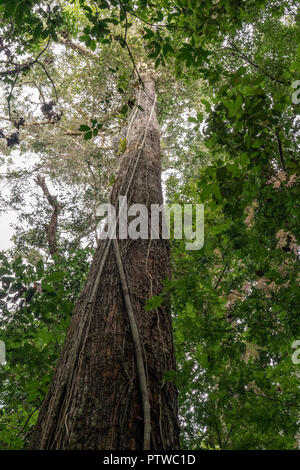 Parc national de l'Amazonie, le Pérou, Amérique du Sud. Vigne étreint sur un tronc d'arbre pour les soutenir dans leur ascension vers la lumière du soleil dans la forêt tropicale. Banque D'Images