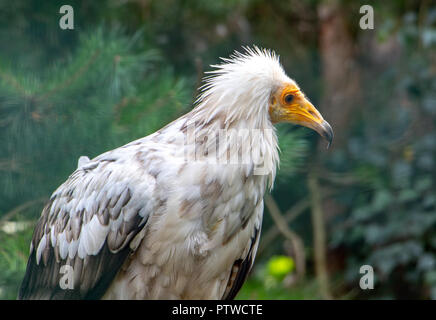 Le portrait de percnoptère (Neophron percnopterus) sur fond vert. Banque D'Images