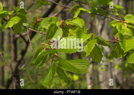 Les jeunes feuilles de tilleul on twig au printemps Banque D'Images