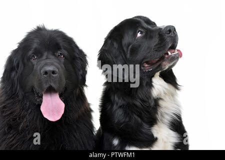 Portrait de deux adorables chiens Terre-neuve - isolé sur fond blanc. Banque D'Images