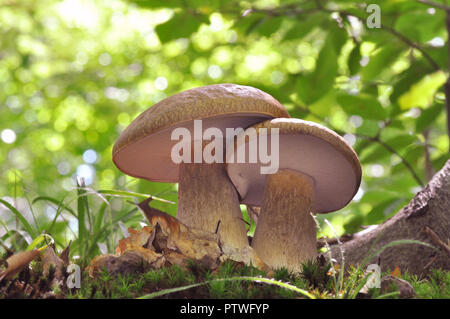 Les champignons de la forêt de la Grèce Banque D'Images