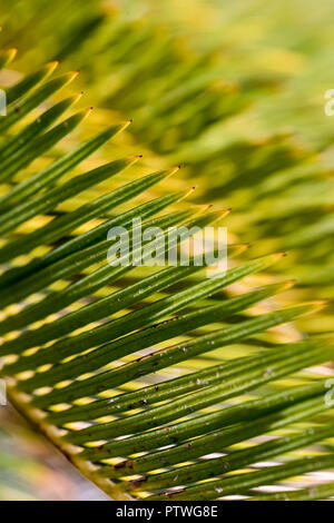 Close up de sagou feuilles de palmier et de pointes (Cycas revoluta) Banque D'Images