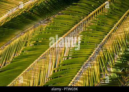 Close up de sagou feuilles de palmier et de pointes (Cycas revoluta) Banque D'Images