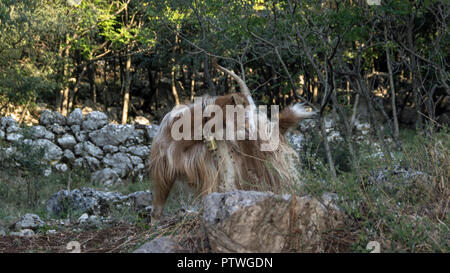 Monténégro - Billy Goat avec une cloche debout sur un éperon glade Banque D'Images