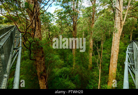 Le sentier de randonnée dans la Vallée des Géants Tree Top Walk, le Danemark, le Parc National de Walpole-Nornalup, côte sud, WA, Australie de l'Ouest, Austra Banque D'Images