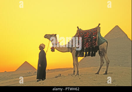 Homme avec camel à grandes pyramides de Gizeh. Banque D'Images