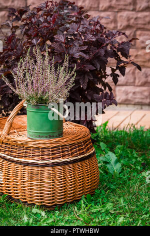 Calluna vulgaris rose en pot cultivé ou bruyère commune fleurs debout sur fond panier, tonique Banque D'Images