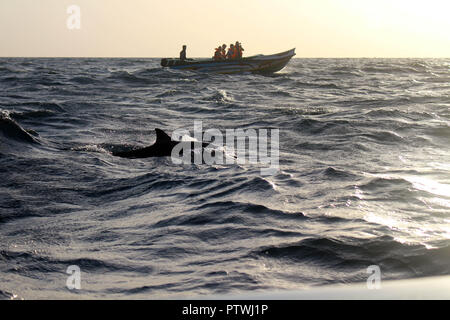 A la recherche des dauphins à Trincomalee. Prises au Sri Lanka, août 2018. Banque D'Images