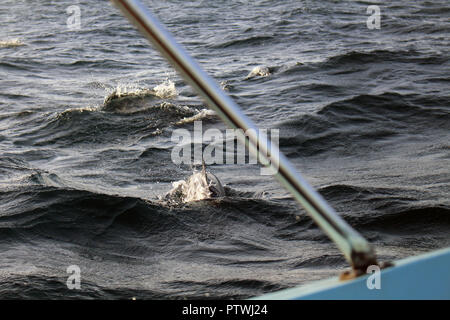 A la recherche des dauphins à Trincomalee. Prises au Sri Lanka, août 2018. Banque D'Images