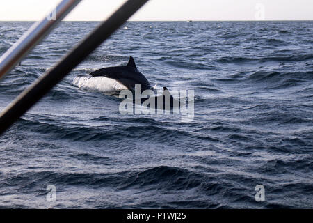 A la recherche des dauphins à Trincomalee. Prises au Sri Lanka, août 2018. Banque D'Images