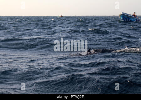 A la recherche des dauphins à Trincomalee. Prises au Sri Lanka, août 2018. Banque D'Images