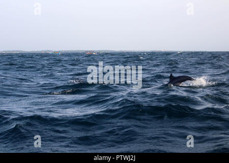 A la recherche des dauphins à Trincomalee. Prises au Sri Lanka, août 2018. Banque D'Images