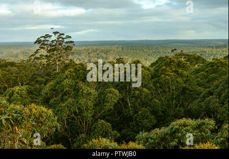Voir l'arbre de Gloucester, escalade, Nergal rd, Pemberton WA, Australie occidentale, Australie Banque D'Images
