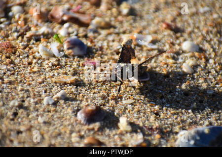 Espèce de Colibri (macroglossum sp.) est sorti de la plage de sable humide, Western Cape, Afrique du Sud Banque D'Images