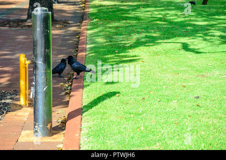 Deux nouveaux Caledonian crow Corvus moneduloides, dans un parc à Perth, Australie occidentale Banque D'Images