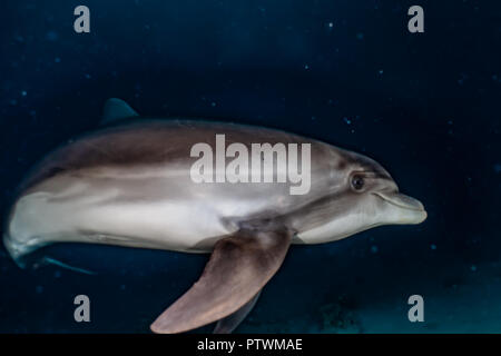 Nager avec des dauphins plongeurs dans la mer Rouge, Eilat, Israël Banque D'Images