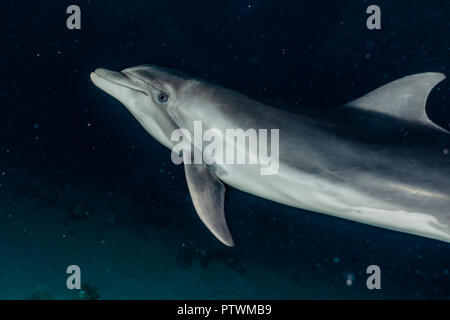 Nager avec des dauphins plongeurs dans la mer Rouge, Eilat, Israël Banque D'Images