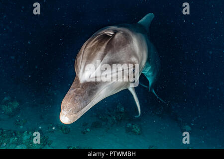 Nager avec des dauphins plongeurs dans la mer Rouge, Eilat, Israël Banque D'Images