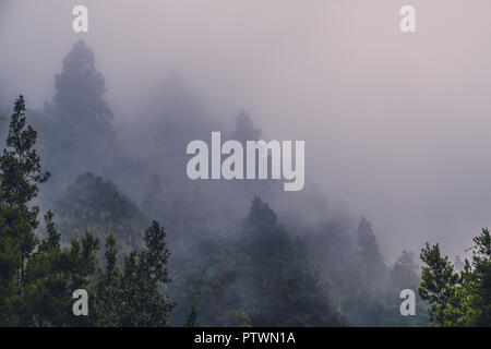 Forêt de brouillard , des pins dans les nuages, la forêt de conifères de brouillard Banque D'Images