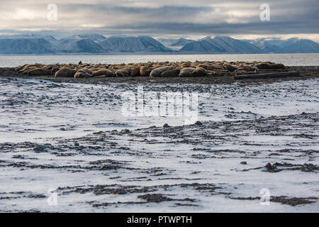 Le morse (Odobenus rosmarus), colonie sur la plage de l'île de Moffen, Moffen, réserve naturelle de l'archipel du Spitzberg Banque D'Images