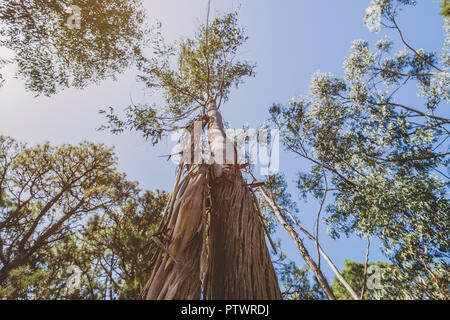 L'écorce du tronc de l'arbre d'eucalyptus perdre à l'intérieur de forêt, Tenerife Banque D'Images
