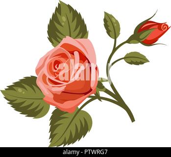 Illustration Vecteur de roses rouges isolé sur fond blanc. Pour utiliser le motif du tissu, trames et de décorer des cartes de vœux, invitations Illustration de Vecteur