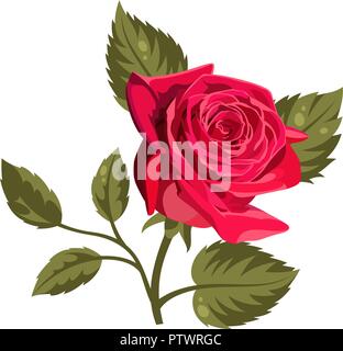 Illustration Vecteur de roses rouges isolé sur fond blanc. Pour utiliser le motif du tissu, trames et de décorer des cartes de vœux, invitations Illustration de Vecteur