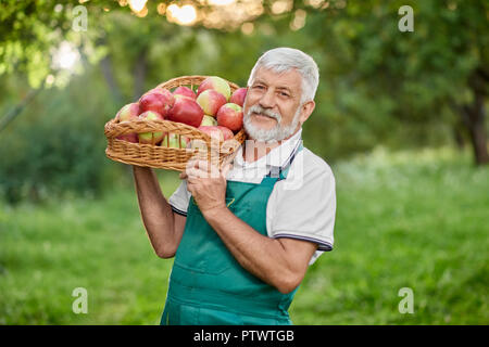 Vieux fermier avec les cheveux gris tenant sur son épaule panier plein de pommes fraîches. Jardinier barbu portant une salopette vert et blanc t shirt. L'homme à la caméra et au sourire. Banque D'Images