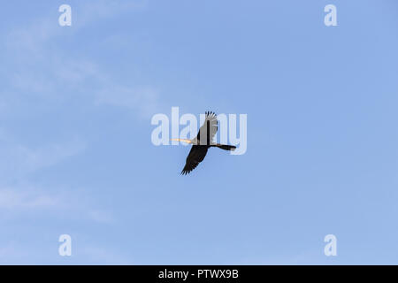 Anhinga rufa African darter, femme, en vol, la Gambie Tendaba, novembre, Banque D'Images