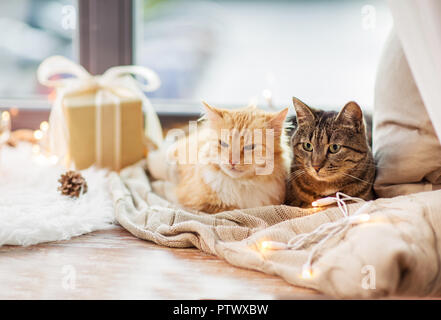 Les chats couché sur le rebord d'une couverture à Noël Banque D'Images