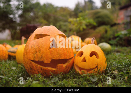 Beaucoup de citrouilles pour l'Halloween, Jack's lantern. Banque D'Images