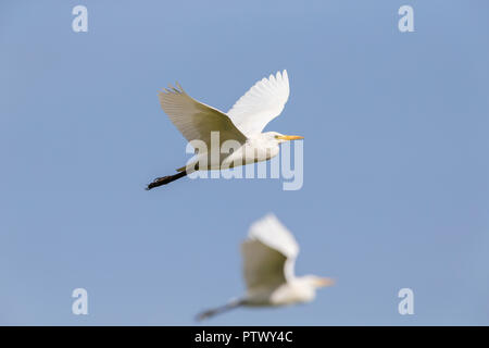 Aigrette intermédiaire Egretta intermedia, adulte, en vol sur fond de ciel bleu, Kartong zone humide, Gambie, Novembre Banque D'Images