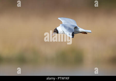 Détaillé, close-up, side view of wild, britannique, Mouette rieuse (Chroicocephalus ridibundus) isolés en vol, ailes déployées dans l'air extérieur de l'habitat au Royaume-Uni. Banque D'Images