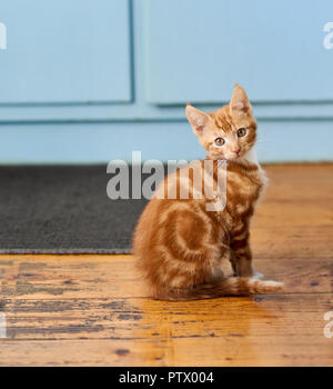 Belle petite ginger tabby kitten assis sur un plancher de cuisine en bois. Banque D'Images