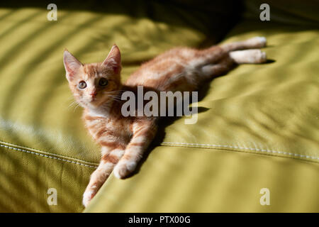 Adorable jeune red ginger tabby kitten portant sur un canapé vert explorer le monde. Banque D'Images