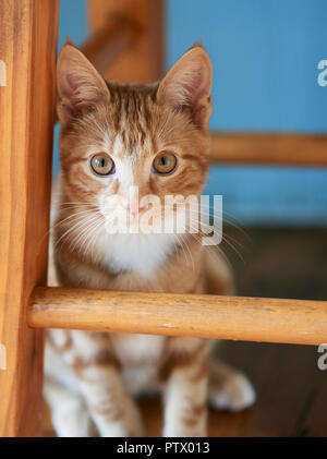 Superbe ginger tabby kitten assis sous un tabouret en bois qui pose pour la caméra. Banque D'Images