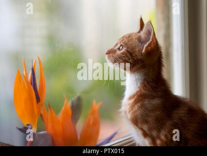 Adorable petite ginger tabby kitten à travers une fenêtre avec des oiseaux de paradis de l'autre côté de la vitre. Banque D'Images