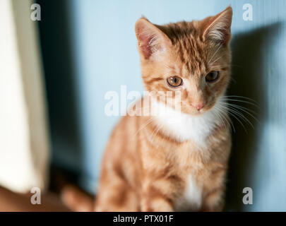 Adorable petit chaton gingembre assis contre un mur bleu à l'appareil photo, la profondeur de champ, dans la distance. Banque D'Images