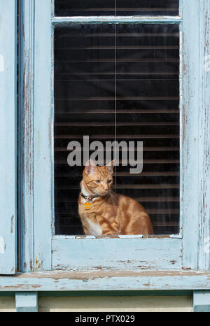 Red ginger Adorable jeune chat tigré assis dans une fenêtre de la peinture pèle une vieille maison. Banque D'Images