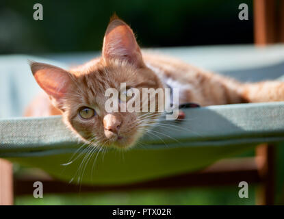 Beau jeune ginger red tabby cat portant sur un fauteuil de jardin vert à détendue. Banque D'Images