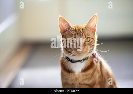 Belle rouge à rayures gingembre tabby cat sitting indoors posant pour une profondeur de champ à portrait. Banque D'Images