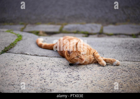 Beau red ginger tabby chat couché dans une entrée sur l'image. Banque D'Images
