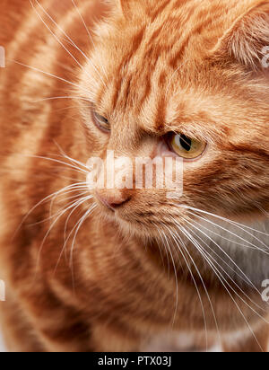 Red ginger tabby cat close up sur le visage et les yeux se concentrant sur c'est incroyable de manteau, la couleur et la texture. Banque D'Images